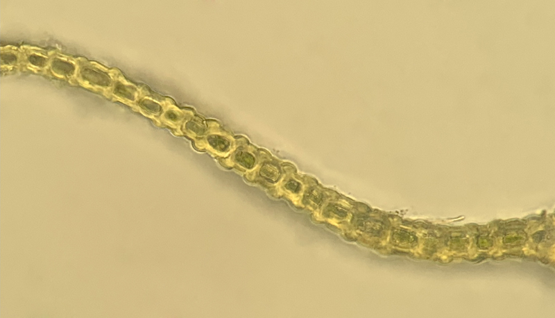 Dicranum brevifolium